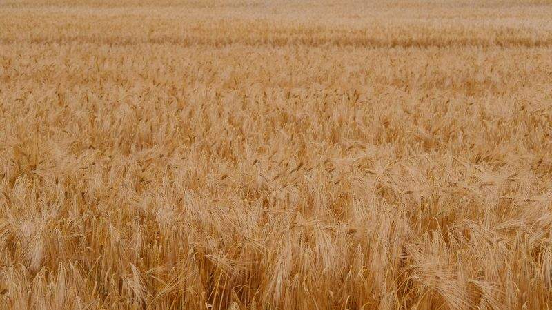 Comercialización de productos agrícolas